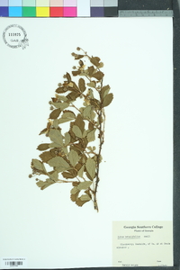 Rubus argutus image