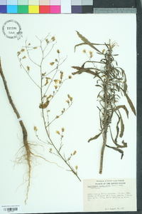 Croptilon divaricatum image