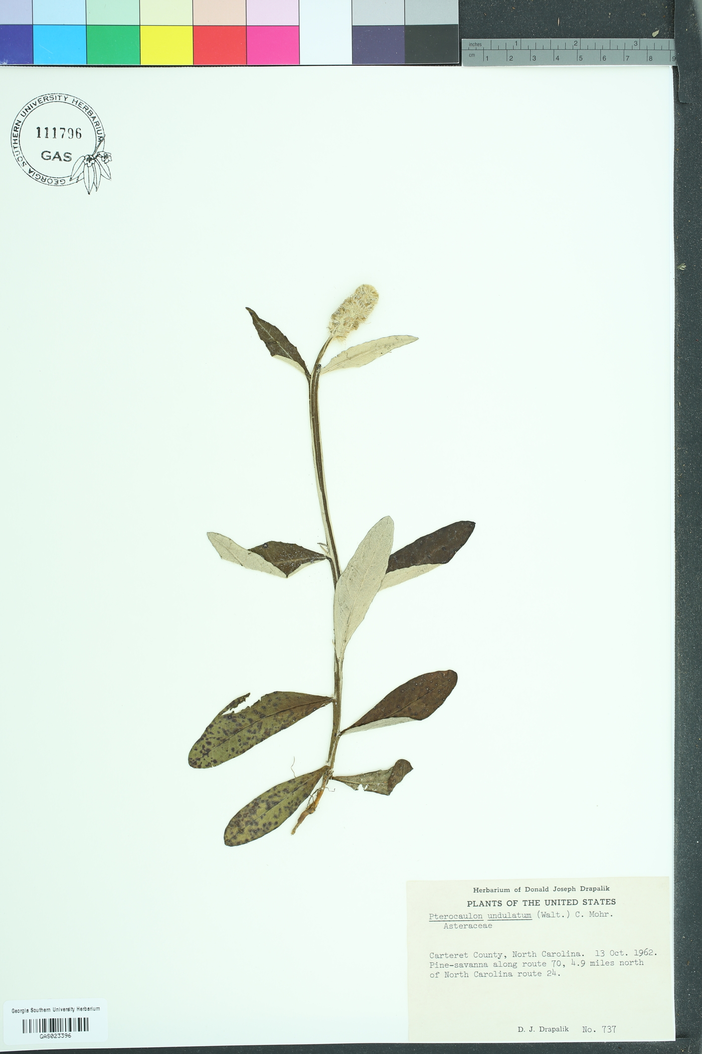 Pterocaulon virgatum image