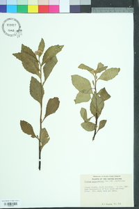 Pluchea odorata image