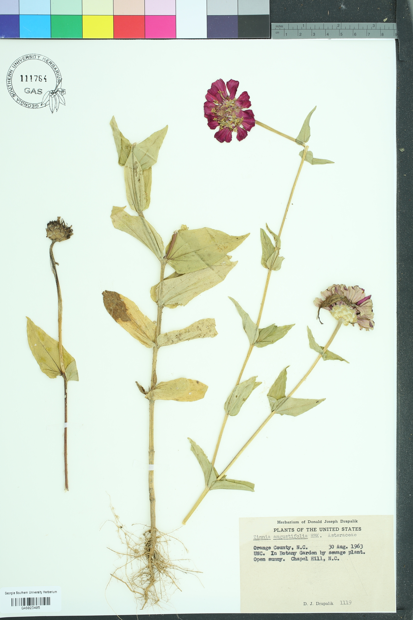 Zinnia angustifolia image