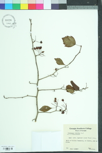 Crataegus viridis image