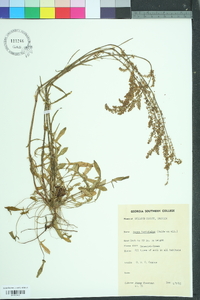 Rumex hastatulus image