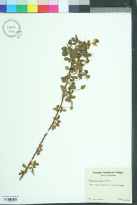 Rubus trivialis image