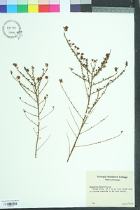 Ceanothus microphyllus image