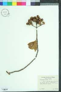Pinckneya bracteata image