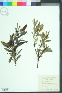 Salix sericea image