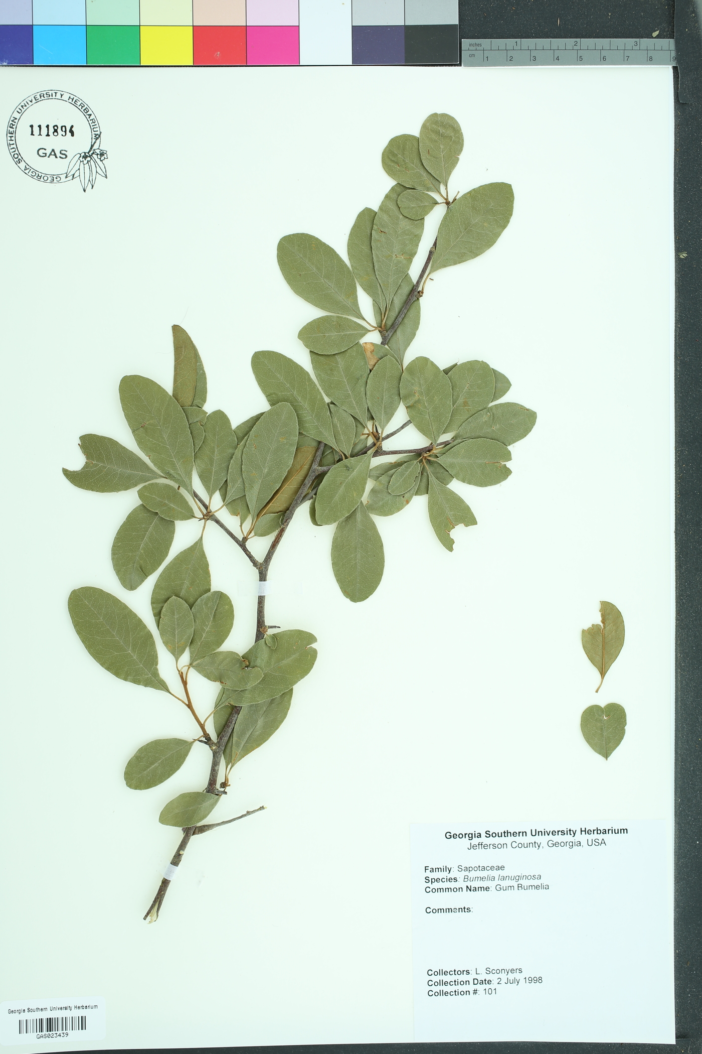 Sideroxylon lanuginosum lanuginosum image