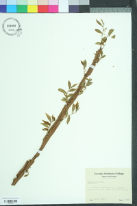 Ulmus alata image