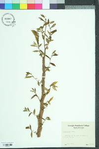 Ulmus alata image