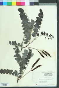 Robinia viscosa image