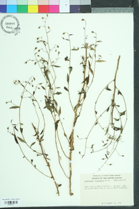 Campanula divaricata image