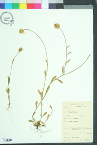 Polygala lutea image