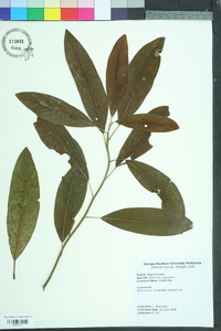 Magnolia virginiana image