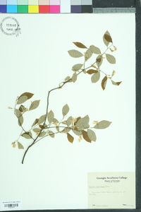 Styrax americanus image