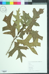 Quercus laevis image