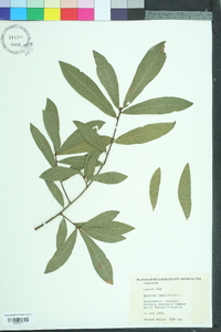 Quercus laurifolia image