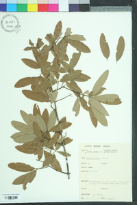 Quercus incana image