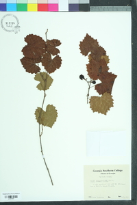 Vitis rotundifolia image