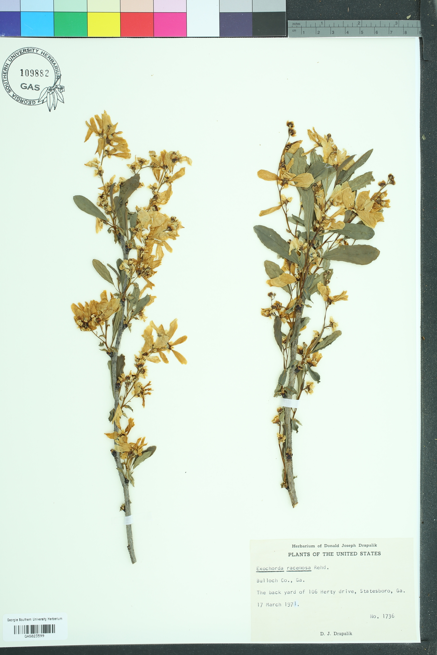 Exochorda racemosa image