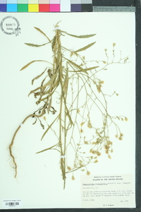 Croptilon divaricatum image