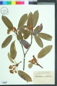 Photinia serratifolia image