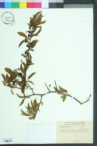 Prunus angustifolia image