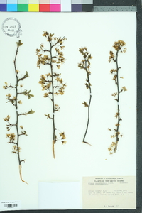 Prunus angustifolia image