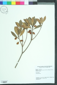 Ternstroemia gymnanthera image