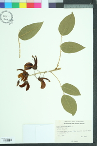 Erythrina crista-galli image