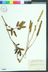 Sanguisorba canadensis image