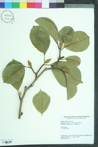 Magnolia soulangeana image