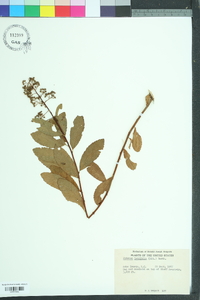 Spiraea latifolia image