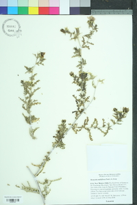 Mentzelia multiflora image