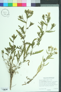 Mentzelia multiflora image