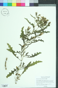 Mentzelia sinuata image