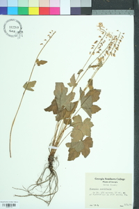 Tiarella cordifolia image