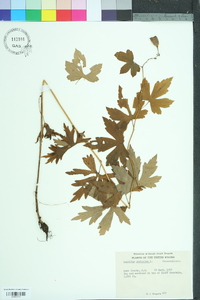 Aconitum uncinatum image