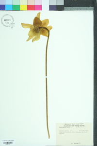 Sarracenia flava image