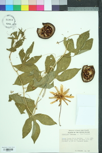 Passiflora incarnata image