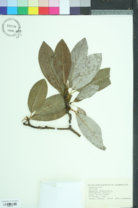 Magnolia virginiana image