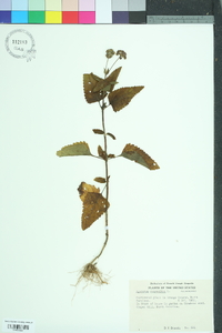 Ageratum conyzoides image