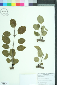 Rhamnus cathartica image