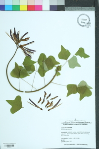 Erythrina herbacea image