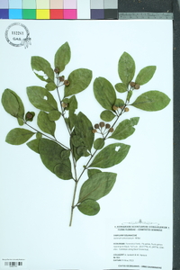 Solanum americanum image