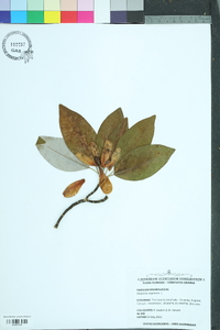 Magnolia virginiana image