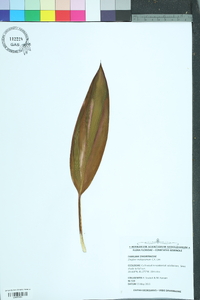 Image of Zingiber malaysianum