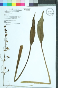 Sagittaria lancifolia image