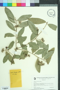 Quercus virginiana image