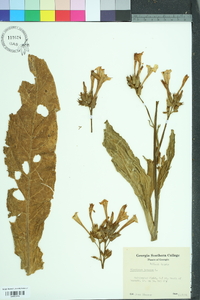 Nicotiana tabacum image